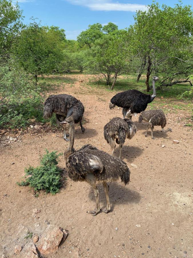 Birdsong Kruger Villa Marloth Park Buitenkant foto