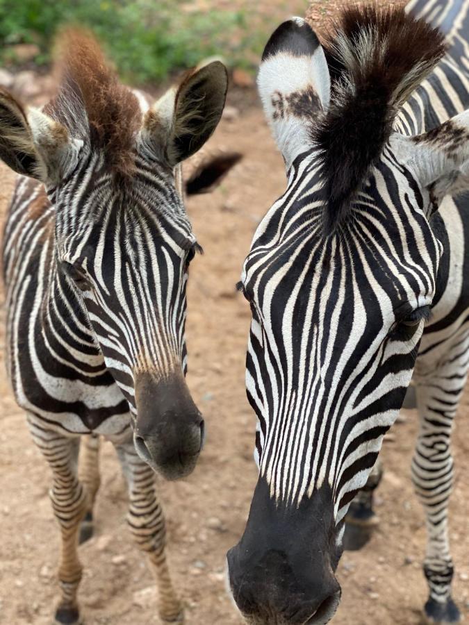 Birdsong Kruger Villa Marloth Park Buitenkant foto