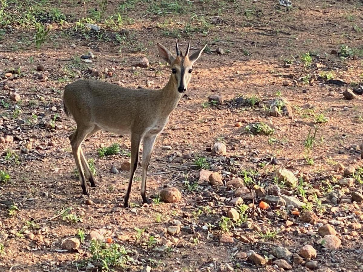 Birdsong Kruger Villa Marloth Park Buitenkant foto